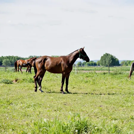 Nadwislanska - Lipowa, 11km Od Zator, Energylandia Apartment *